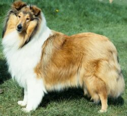 Future of Lassie dogs in doubt after steep decline in popularity