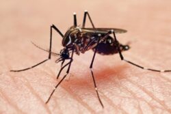Human test subjects for mosquito bite research may become a thing of the past