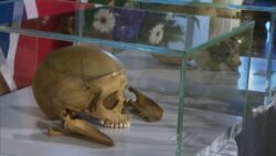 Germany: Skulls and bones, a sinister colonial heritage