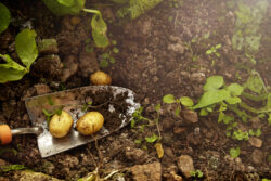When is the best time to start planting potatoes in the UK?