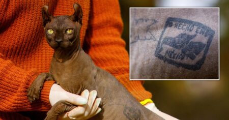 Sphynx cat tattooed by Mexican gangsters finds forever home in US