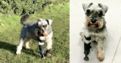 Three-legged dog fitted with prosthetic paw to get him back on walkies