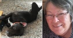 Gran mauled to death by pit bull called Choccy she found starving on street