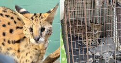 ‘Cocaine cat’ rehabbing at zoo moves to feline ambassador program