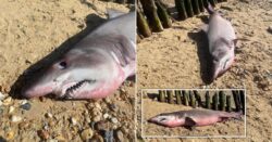 Rare 6ft tiger shark beheaded after washing up dead on Hampshire beach