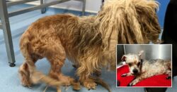 Dog found with matted dreadlocks is ‘unrecognisable’ after new haircut