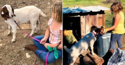 Girl, 9, sues state fair after her pet goat is entered in auction and ‘barbecued’