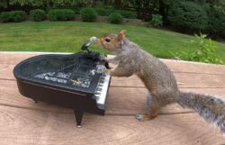 Woman sets up scenes in her garden to make it look like the local squirrels have jobs