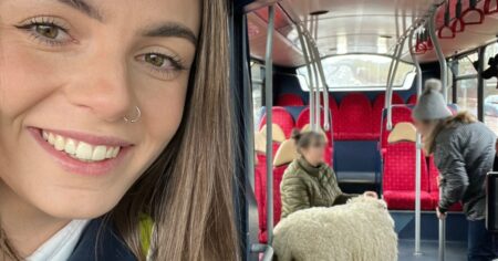 Sheep seen ‘wandering’ on motorway is rescued by quick-thinking bus driver