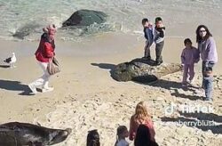 Lifeguard tells little girl to leave beach after she throws sand at sea lion