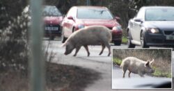 Road hog causes traffic chaos after trotting down main road