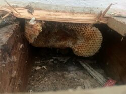 Family discover their home is a giant beehive after honey starts dripping down walls