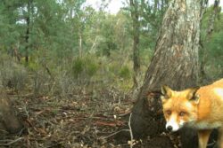 Reign of feral fox that ruled by tyranny is finally over thanks to a spot of rain