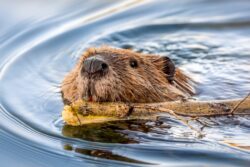 London to get beaver safaris as part of plan to return furry critters