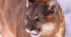 River rafters fight off mountain lion with their paddles