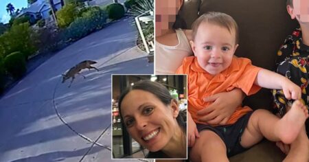 Coyote mauls toddler in front of mum on driveway before attacking second child