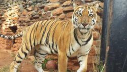 Tiger escapes from safari park after tornado damages enclosure