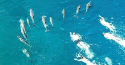 Swimmers under investigation for ‘aggressively harassing’ pod of dolphins