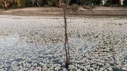 Australia begins mass fish death clean-up