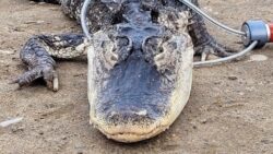 Alligator stolen from zoo 20 years ago returned