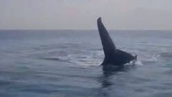 Divers off Kent coast ‘mesmerised’ by humpback whale visiting their boat
