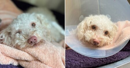 Poodle named Toodles revived with Narcan after ‘drug overdose’