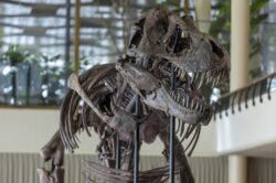 T-rex skeleton ‘Trinity’ sells for almost £5,000,000 in Switzerland