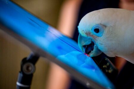 Parrots make Facebook friends over video calls, in new study