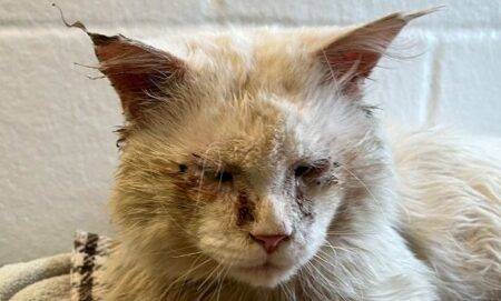 Giant rescue cat needs surgery to save his eyesight – can you help?