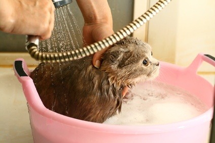 Bath your pet at home to save money
