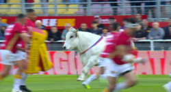 Bull gets loose and chases players on pitch ahead of Catalans Dragons vs St Helens Super League match