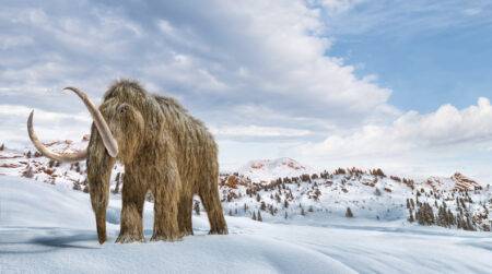 Woolly mammoths went through same ‘angry and frisky’ season as elephants