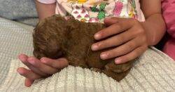 Tiny newborn puppy found dumped in bin inside carrier bag with brick