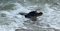 Moment freshwater alligator in the ocean scares beachgoers