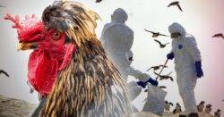 The Next Pandemic - Human bird flu pandemic ‘unlikely but not impossible’, experts say