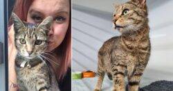Naughty cat called Mischief finally returns to owner three years after she went missing