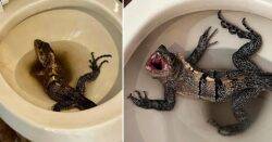 Man goes to the loo but comes face-to-face with a hissing iguana in toilet bowl