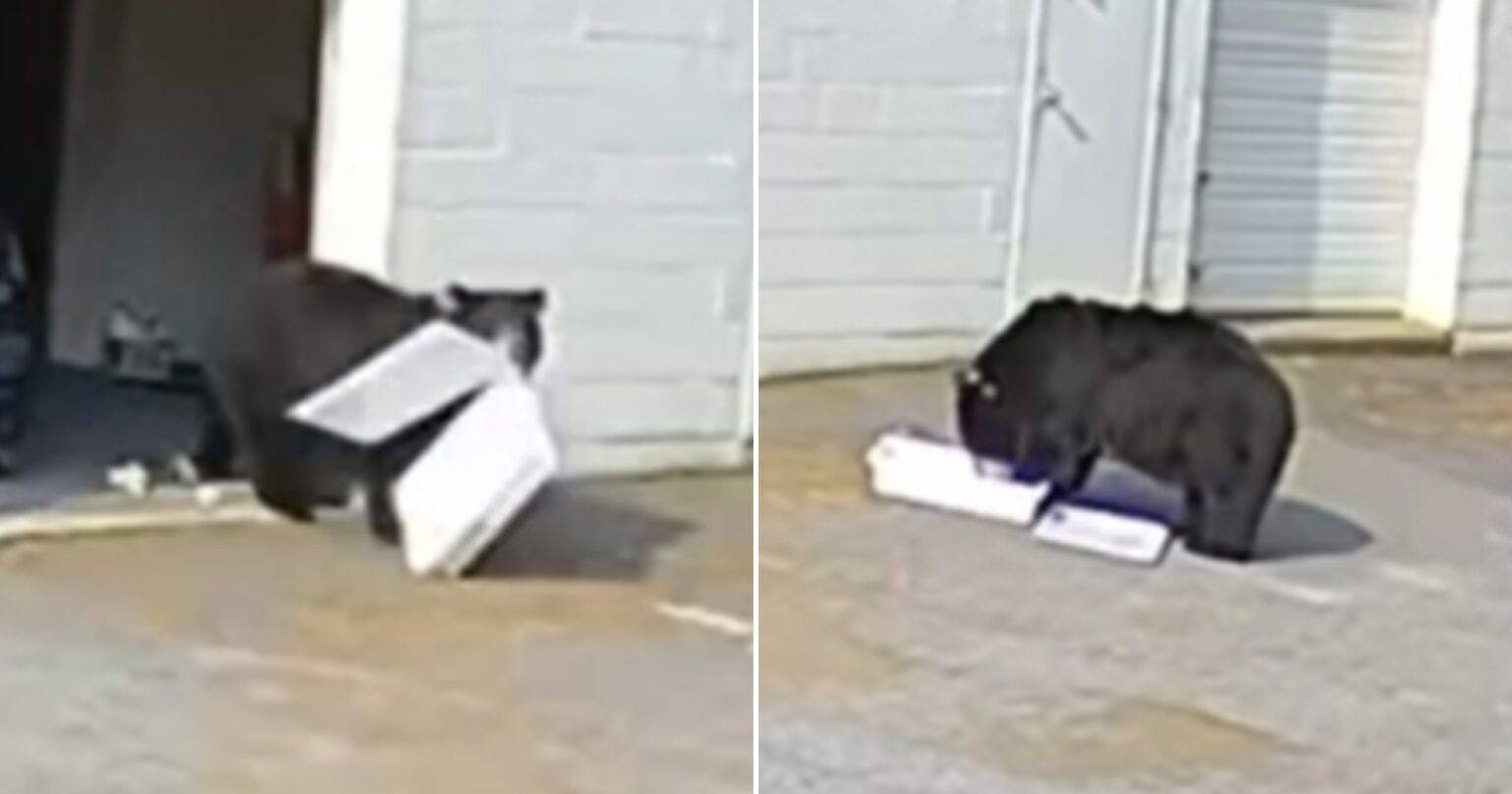 Sneaky bear enters bakery and steals a box of 60 cupcakes