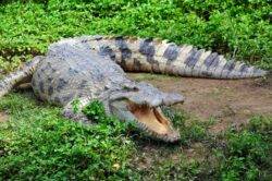 Human remains found in two crocodiles after search for missing fisherman