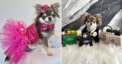 Pampered chihuahua works as a model full-time and has wardrobe worth £2,000