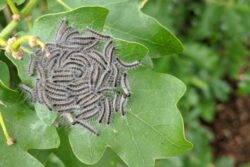 People warned not to touch toxic caterpillars after spike in numbers