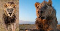 ‘World’s oldest lion’ dies after being speared to death in Kenyan wildlife park