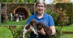 Very rare puppies, first of their breed born in the UK, nearly ready for homes
