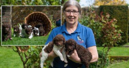 Wetterhoun breed, rare puppies, first of their breed born in the UK