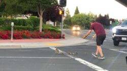 Dad helping ducks across road hit and killed by car in front of his children