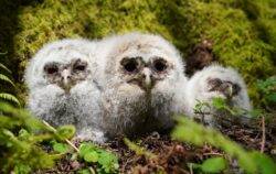 Good news alert – tawny owl baby boom in north of England forest