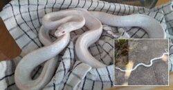 Family ‘terrified’ after finding ‘ghost snake’ in their back garden