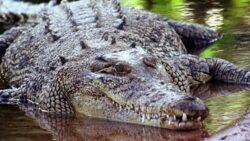 Missing Australian fisherman's body found in crocodile