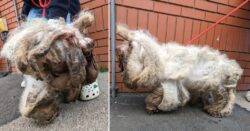 Abandoned elderly dog completely transforms after rescuers shave 2kg worth of fur