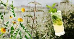 Anyone for a Sting and Tonic? Weeds to take centre stage in cocktails with latest trend